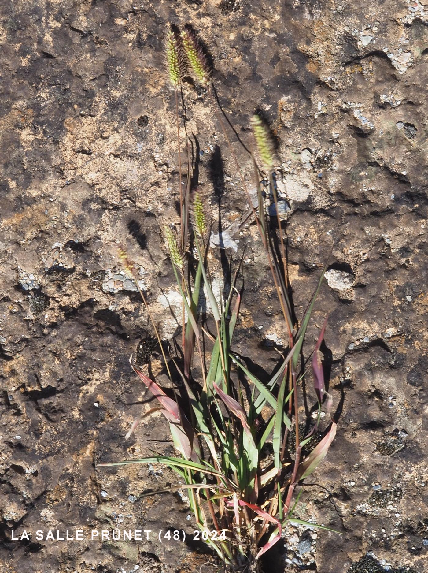 Bristle-grass, Green plant